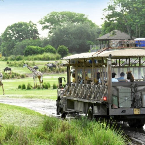 Disney World (5) Giraffen en Jeep bij Kilimanjaro Safari