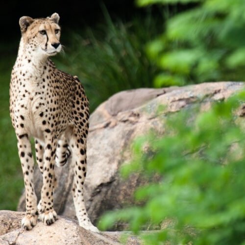 wild-africa-trek-00 Cheeta in wild trek Africa , in Disney's Animal Kingdom